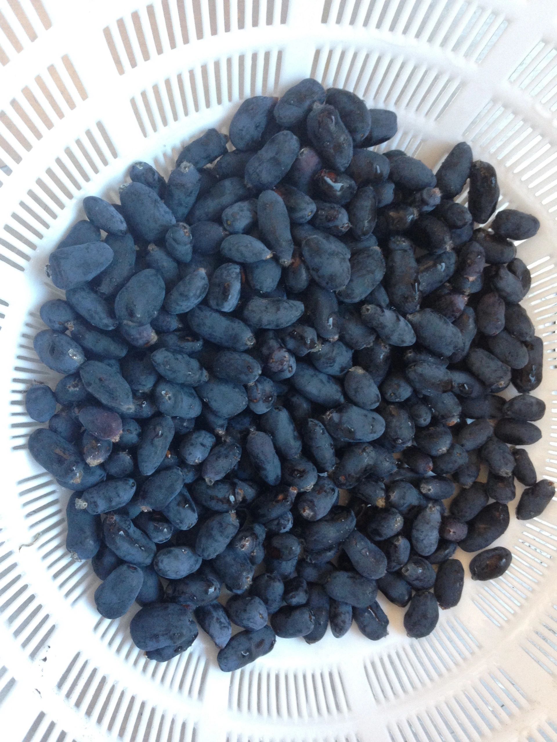 Haskap Berries Bokey Blooms Farms Inc